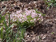 Lathyrus albo-roseus 0002