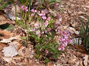 Lathyrus albo-roseus 0003