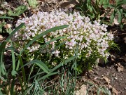 Lathyrus alboroseus 20100001