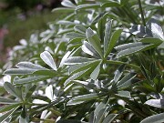 Lupinus albifrons 0007