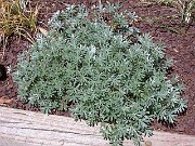 Lupinus albifrons 0008