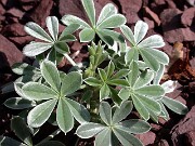Lupinus albifrons 0009