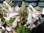 Corydalis angustifolia Talish Dawn 0002