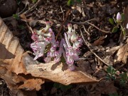 Corydalis Seedlings 20150403 0004