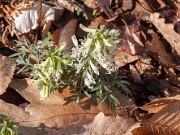 Corydalis Seedlings 20150403 0008