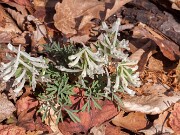 Corydalis seedling 20160309 0001