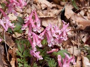 Corydalis solida 0001