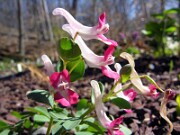Corydalis solida 0002