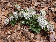 Corydalis solida 0003
