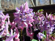 Corydalis solida 0004