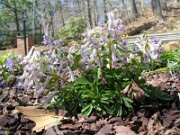 Corydalis solida 0006