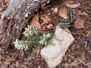 Corydalis solida 0010