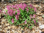 Corydalis solida 0013
