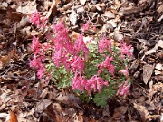 Corydalis solida 0015