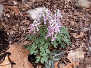 Corydalis solida 0021