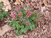 Corydalis solida 0032