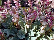 Corydalis ledebouriana 0001