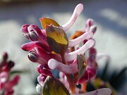 Corydalis ledebouriana 0005