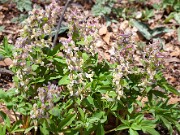 Corydalis marschalliana 20150412 0004