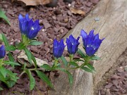 Gentiana True Blue 20110003