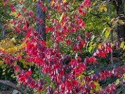 Parrotia subequalis 20251026 0002