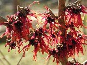 Hamamelis