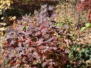 Hydrangea quercifolia 20100006