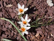 Crocus sp. 20100001