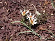 Crocus sp. 20100002