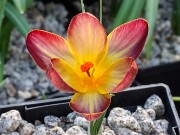 Crocus x Extasy 20250122 0002