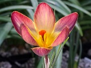 Crocus x Extasy 20250122 0003
