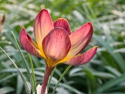 Crocus x Extasy 20250122 0004