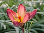 Crocus x Extasy 20250122 0005