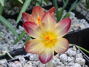 Crocus x Extasy 20250129 0001