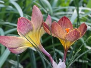 Crocus x Extasy 20250129 0005