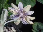 Crocus moabiticus 20251104 0014