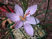 Crocus oreocreticus JCA349.610 0002