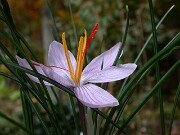 Crocus oreocreticus JCA349.610 0003