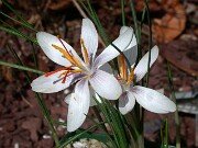 Crocus oreocreticus PB137 0021