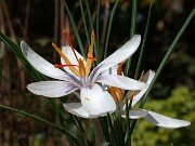 Crocus oreocreticus PB137 0022
