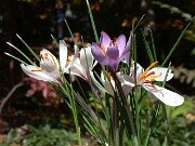 Crocus oreocreticus PB137 0023