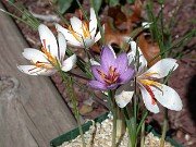 Crocus oreocreticus PB137 0024