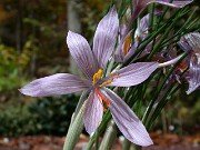 Crocus oreocreticus ex JMcG 0001