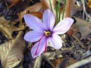 Crocus sativus 0001