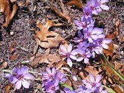 Crocus sativus 0002
