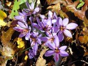 Crocus sativus 0003