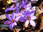 Crocus sativus 0005