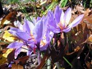 Crocus sativus 0008