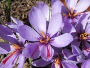 Crocus sativus 0011