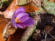 Crocus sativus 20151103 0001